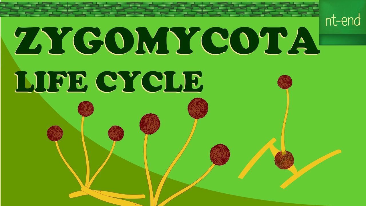 ZYGOMYCOTA LIFE CYCLE #biology #fungi #division #lifecycle