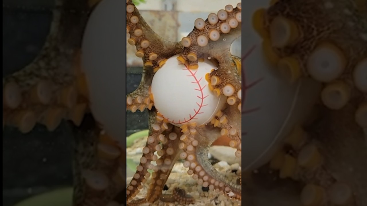 Octopus have segmented Nervous system 