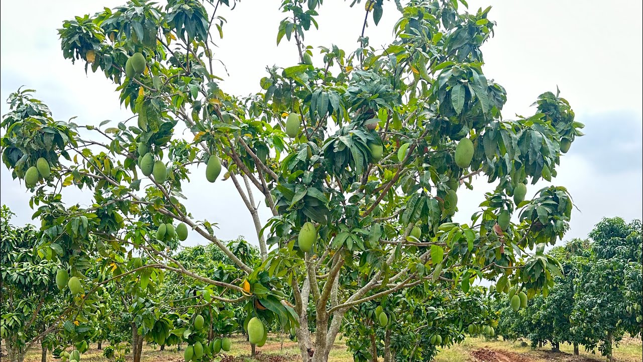#ស្វាយកែវរមៀត របៀបតាក់តែងស្វាយ និង កាយគល់ដាក់ជីបំប៉ន #ស្វាយកែវរមៀត #shorts #youtubeshorts