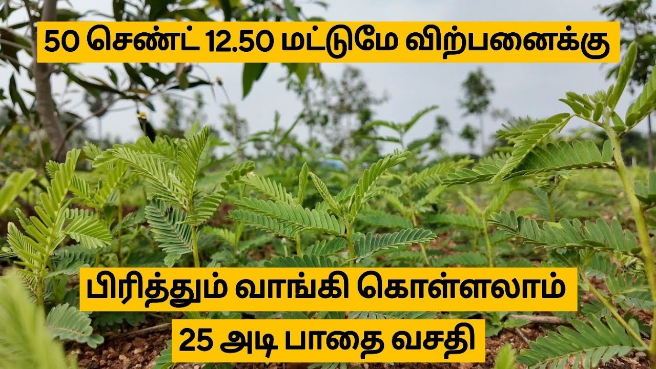 50 செண்ட் 12.50 லட்சம் தான்✅ சீக்கிரம் வாங்கிக்கோங்க விற்பனைக்கு இருக்கு