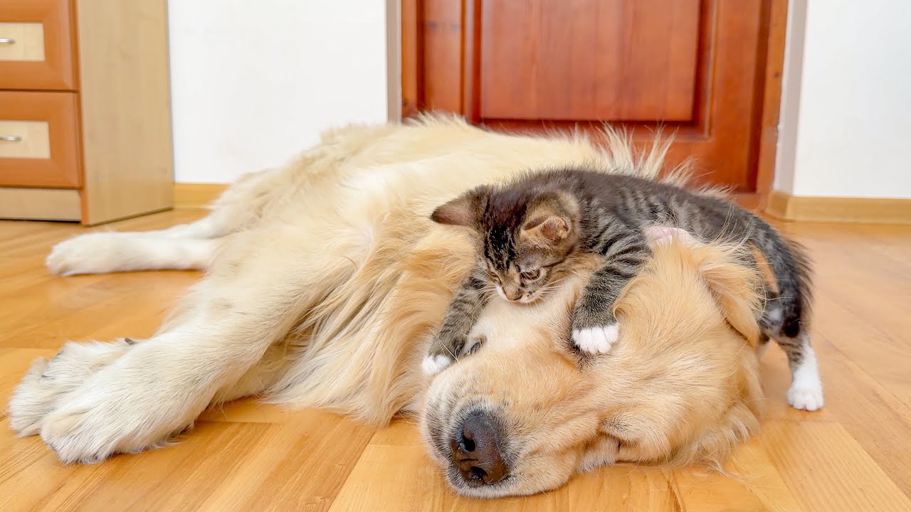 Fearless Tiny Kitten Bullies a Golden Retriever?!