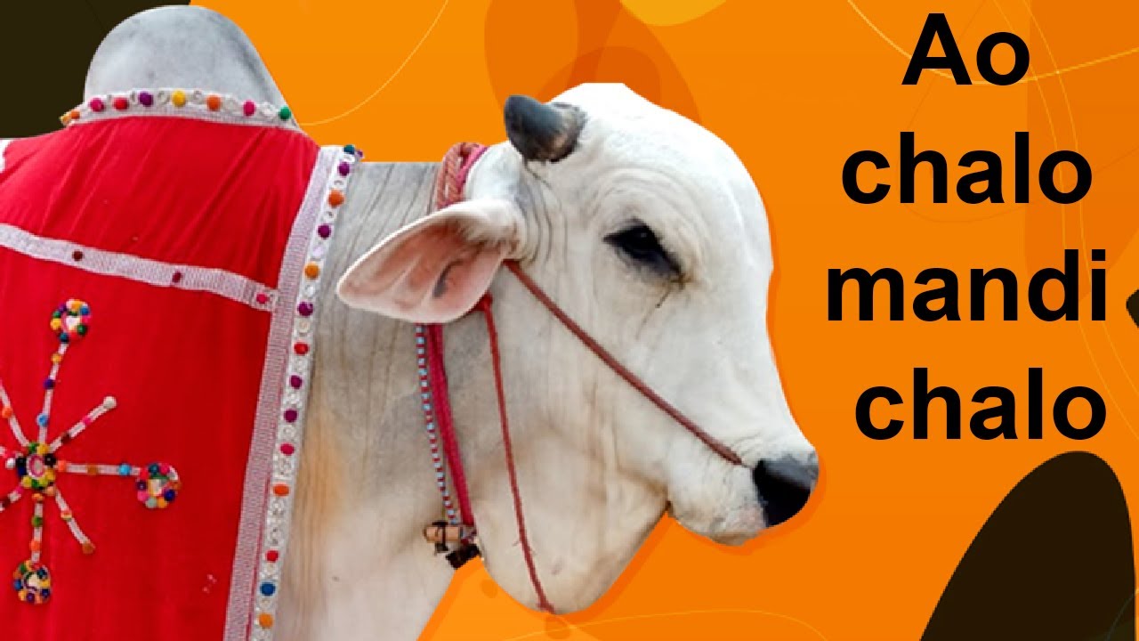 Ao Chalo Mandi Chalo | Aayat Arfat | Eid Special | VOK NewsHD