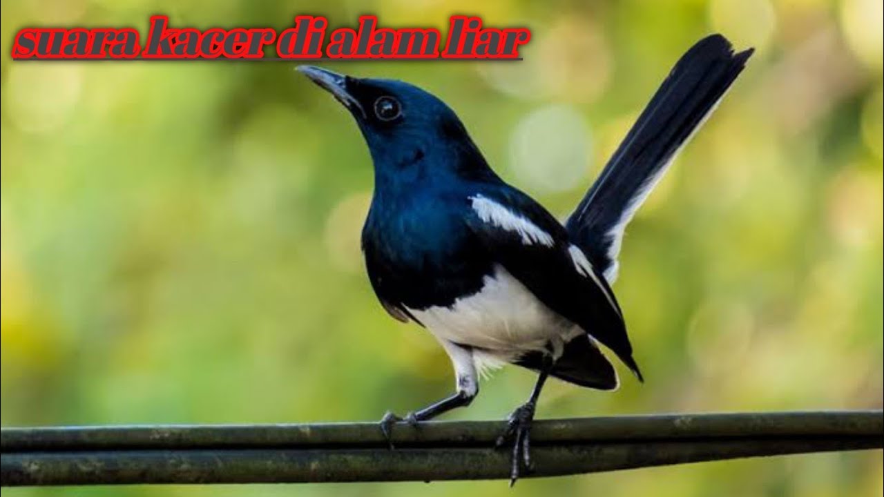 Masteran kacer mencari lawan tarung, full isian nembak lawan