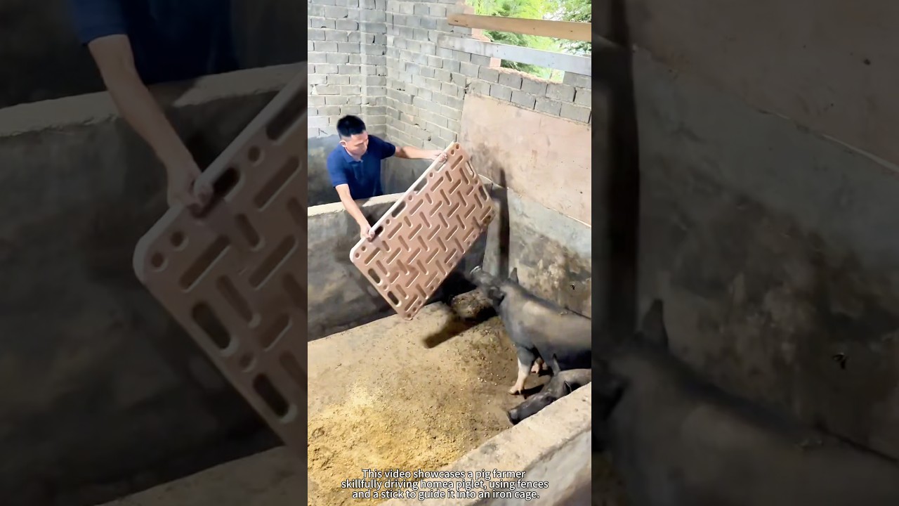 The pig farmer cleverly drives the aggressive black pig into the iron cage. 