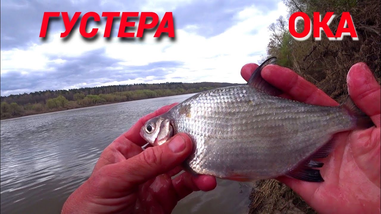 ГУСТЕРА ПРОСНУЛАСЬ. Реальная рыбалка на ОКЕ ранней весной.