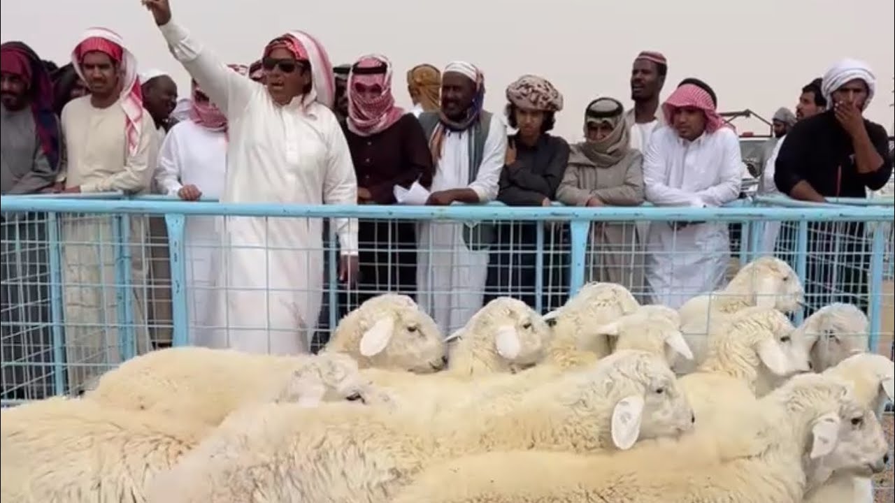 اسعار البهم والذبايح بسوق ركبه شمال الطايف السبت بعد الظهر ١٤٤٧/٨/٥هـ