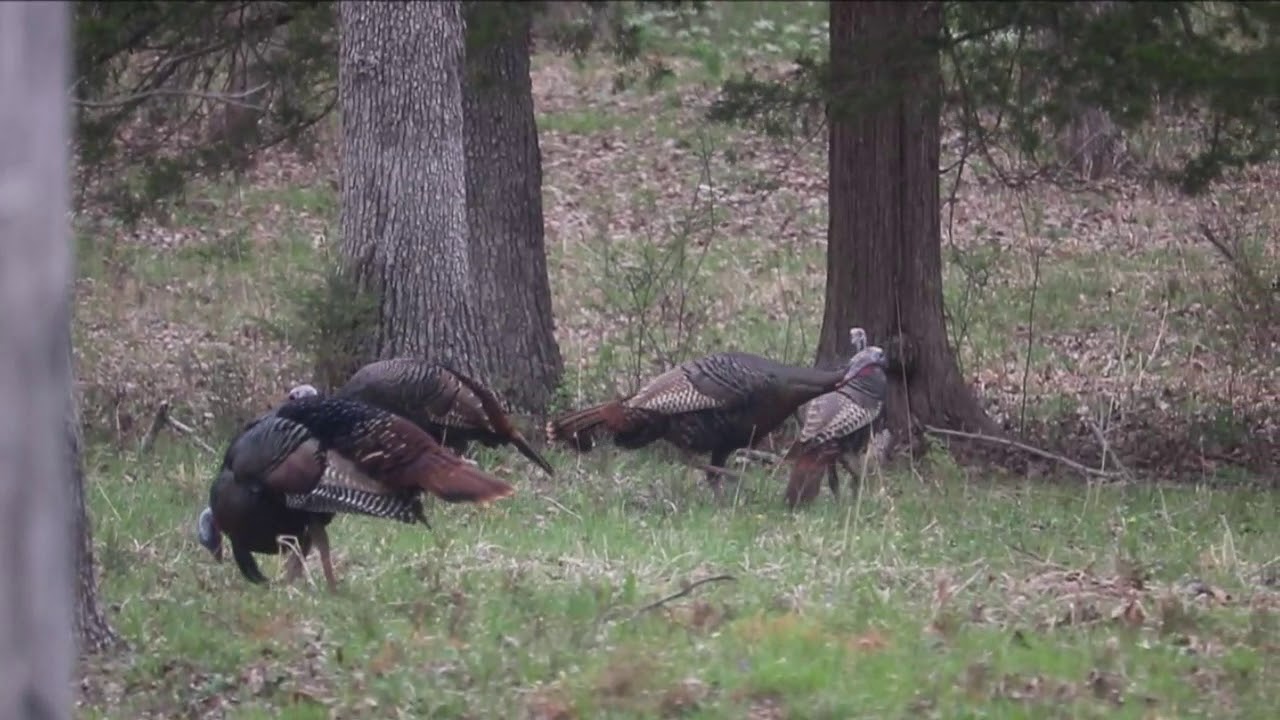 Wild & Crazy Turkeys - 6 Apr 2020