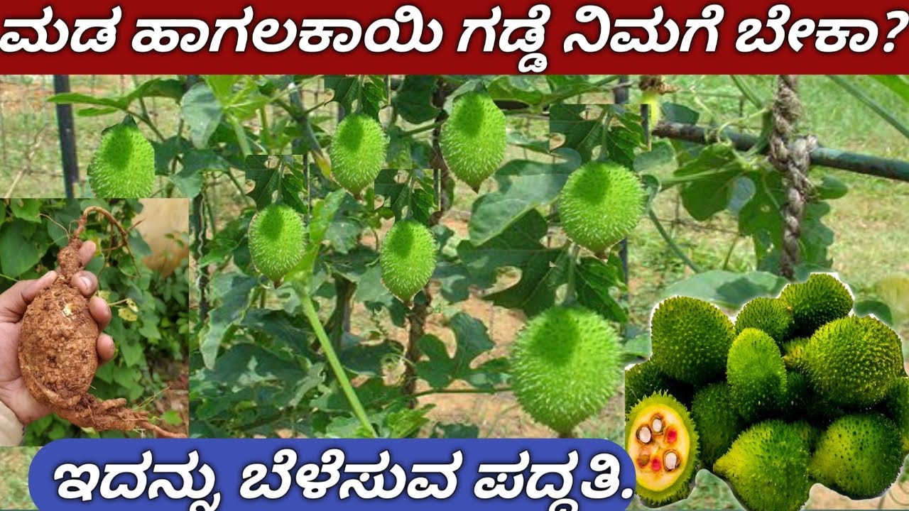 ನಿಮಗೆ ಮಡ ಹಾಗಲಕಾಯಿ ಗಡ್ಡೆ ಬೇಕಾ/online sale spiny gourd/ಹೇಗೆ ಬೆಳೆಸೋದು ನೋಡಿ /how to grow spiny gourd