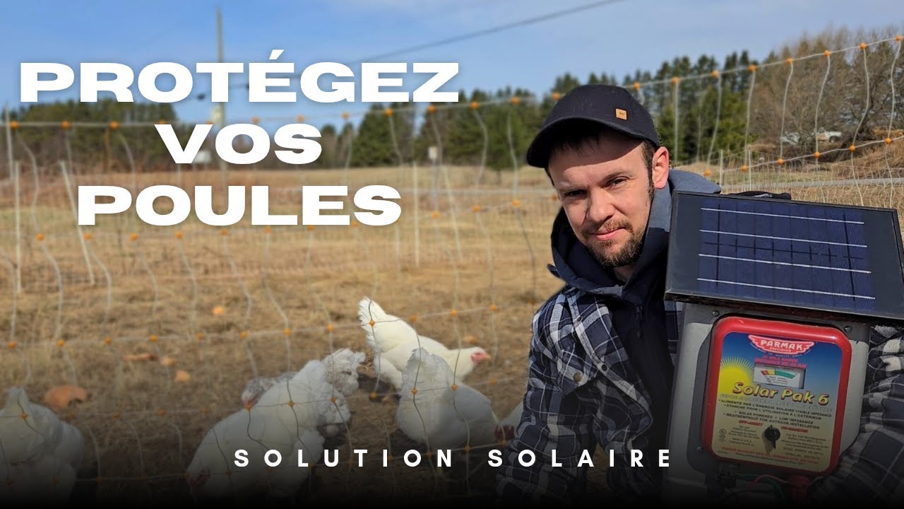 Comment Installer une Clôture électrique SOLAIRE pour protéger vos poules