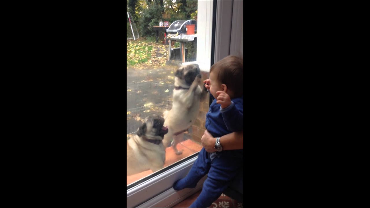Baby Louie meeting new pug friends