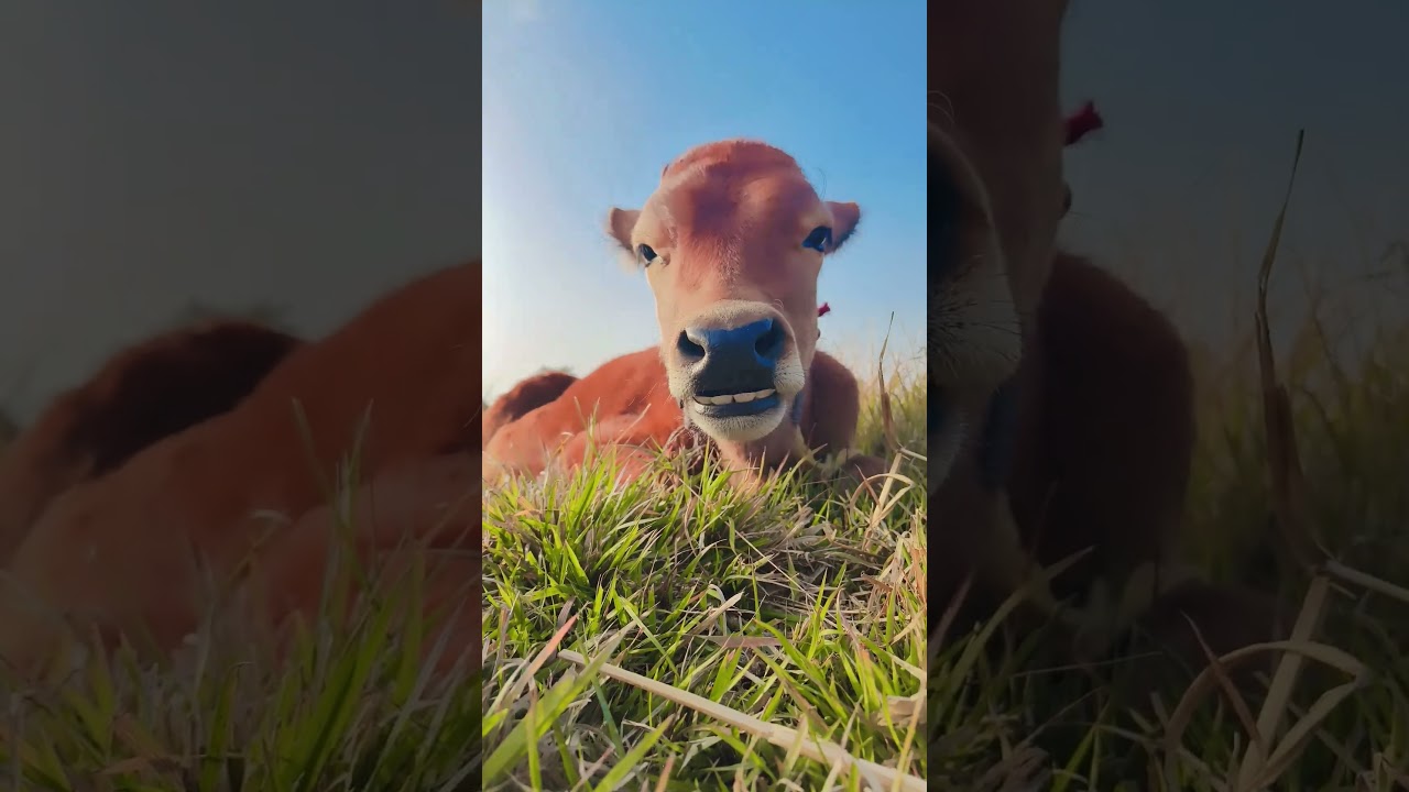village blog post on YouTube gay Mata🐂मेरा गाँव का 🐄 very beautiful 
