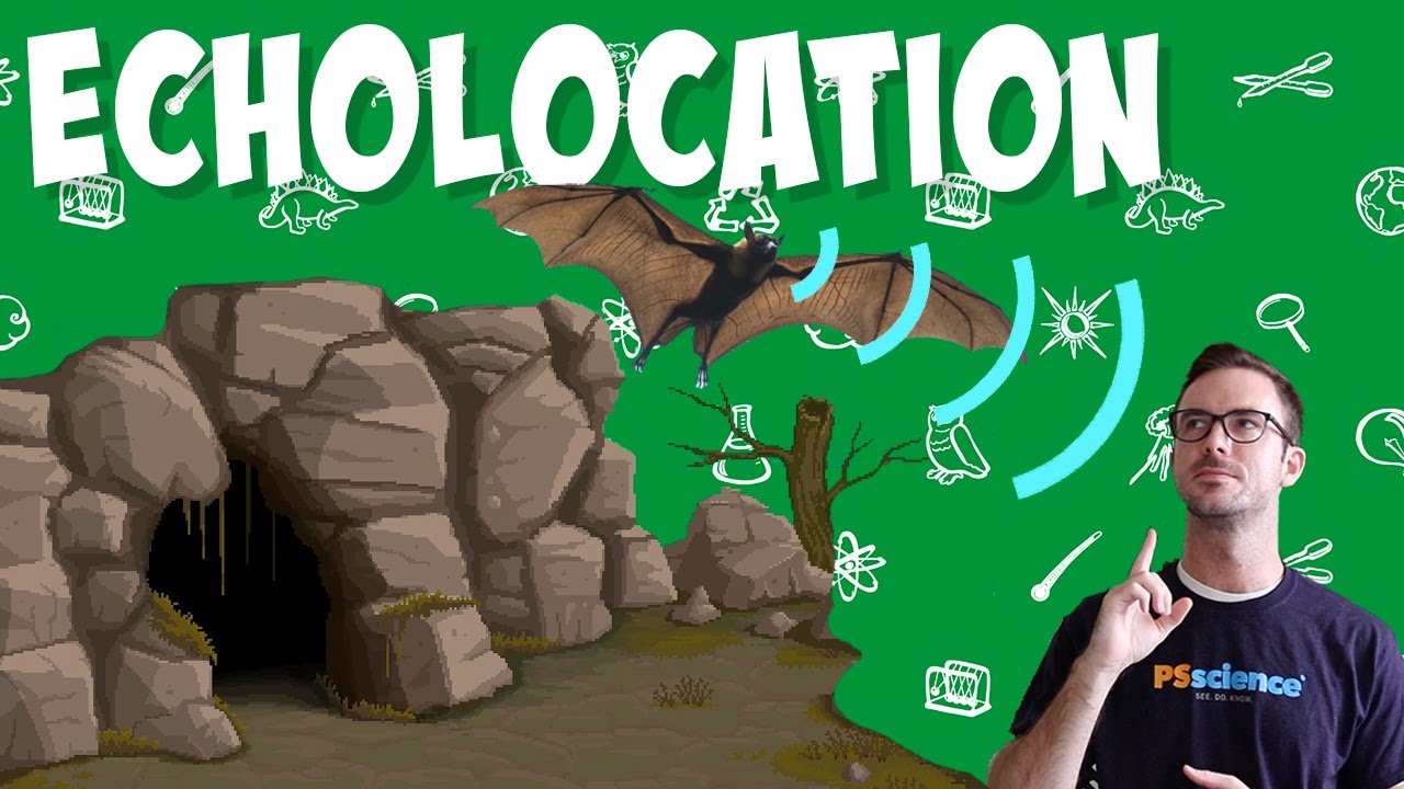 Echolocation