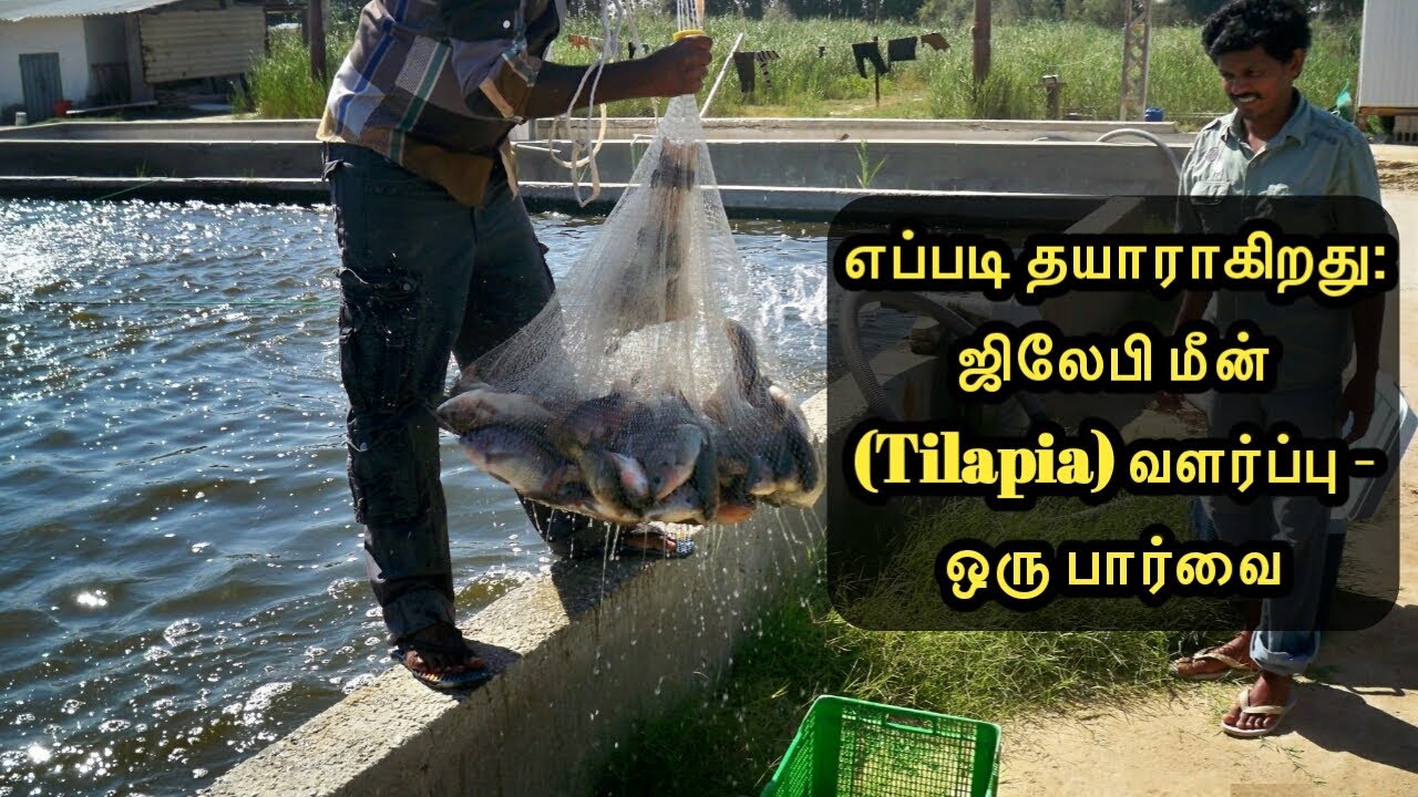 எப்படி தயாராகிறது: ஜிலேபி மீன் (Tilapia) வளர்ப்பு - ஒரு பார்வை | Tilapia Farming - An Overview