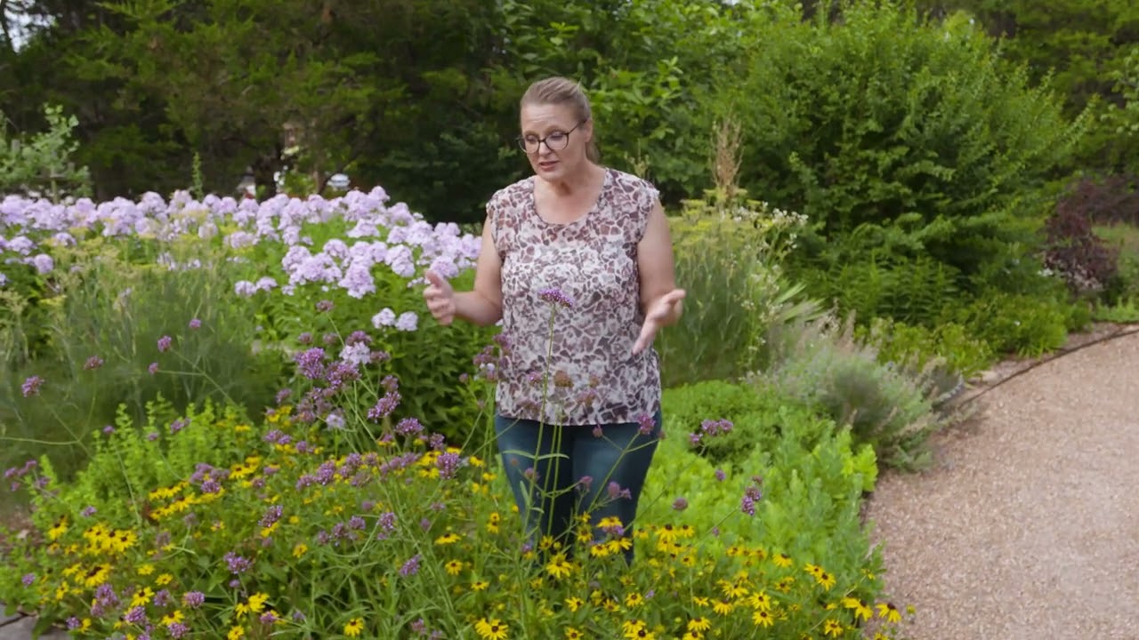 All-America Selection: Verbena