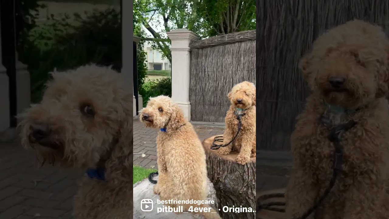 Dog Training, Place cue