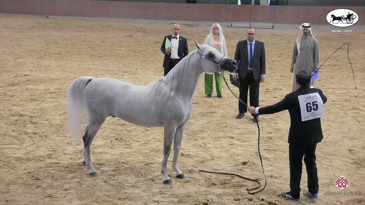 N 65 JAMEEL MD   Straight Egyptian World Championship 2021   Stallions 4+ Years Old Class 6A