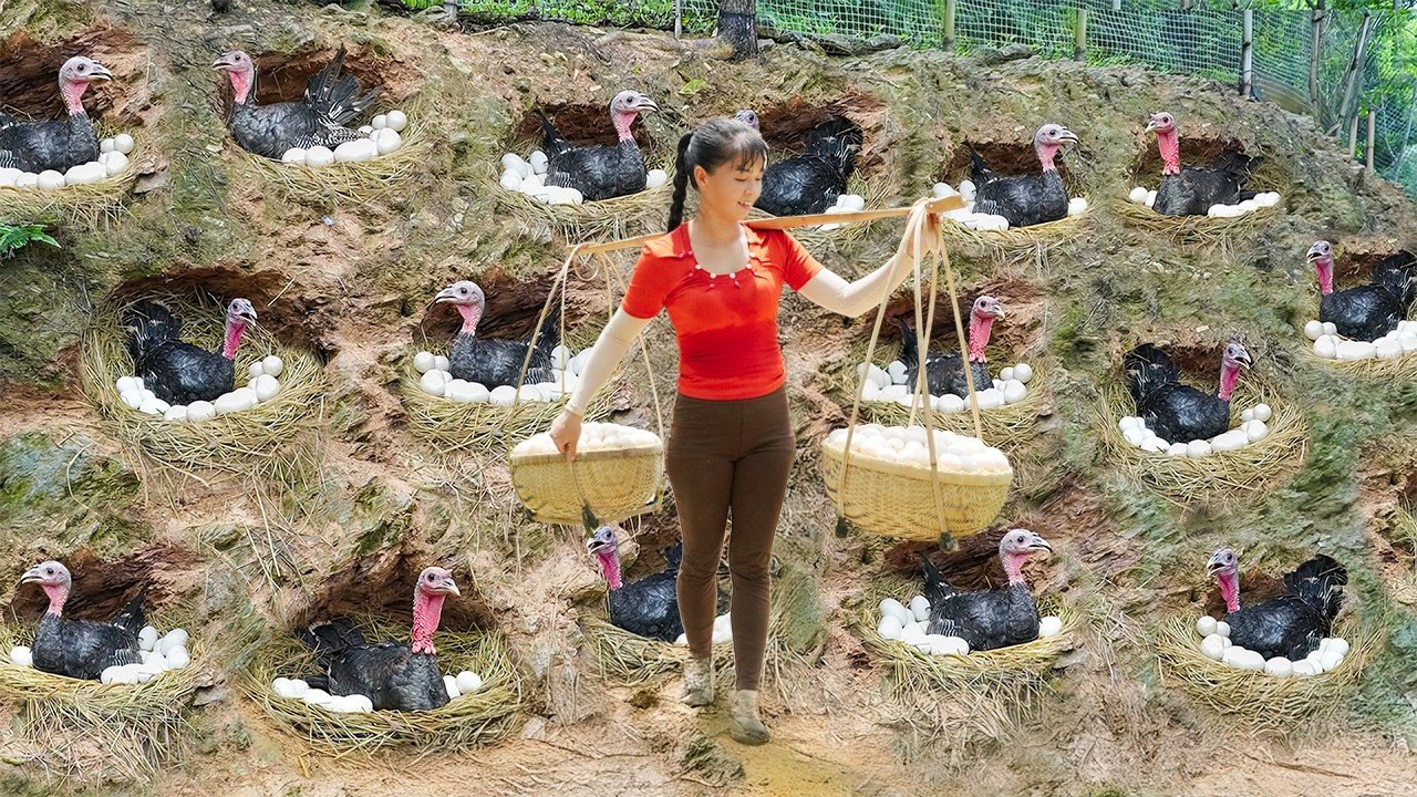 Build 20 Nests for Pheasants to Lay Eggs - Harvest 150 Giant Eggs and Go to Market |  Phương Farm TV