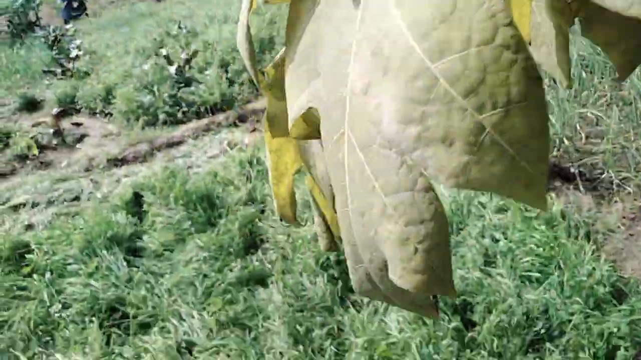 ओर्गेनिक खेती की जानकारी