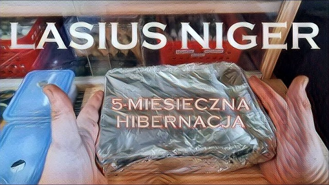 🐜 Lasius nig3r - 5-miesięczna hibernacja - Wyniki