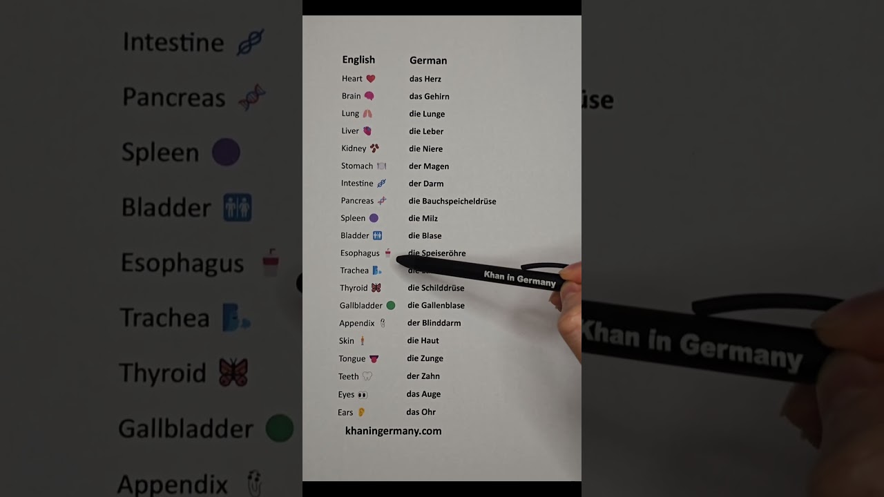 German Language Names Of Human Body Parts 