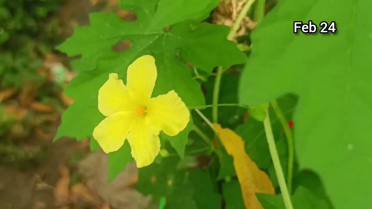 Feb 25 ரோகினி செய்த தியாகம் 🥺காலில் விழுந்து மன்னிப்பு கேட்ட சாமுண்டிஸ்வரி 🥺