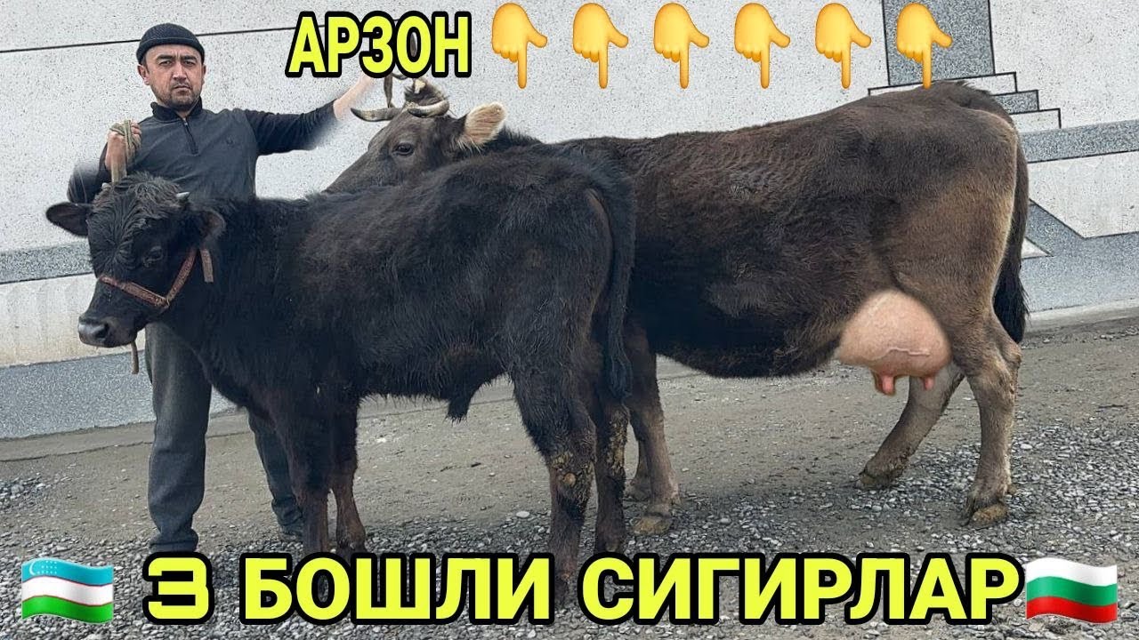 3 БОШЛИ 6 БОШ ДЕХКОНЧИЛИ ШВЕД СИММЕНТАЛ ОЛА КОРА СИФАТЛИ СИГИРЛАР СОТИЛАДИ НАРХЛАРИ 7 марта 2026 г