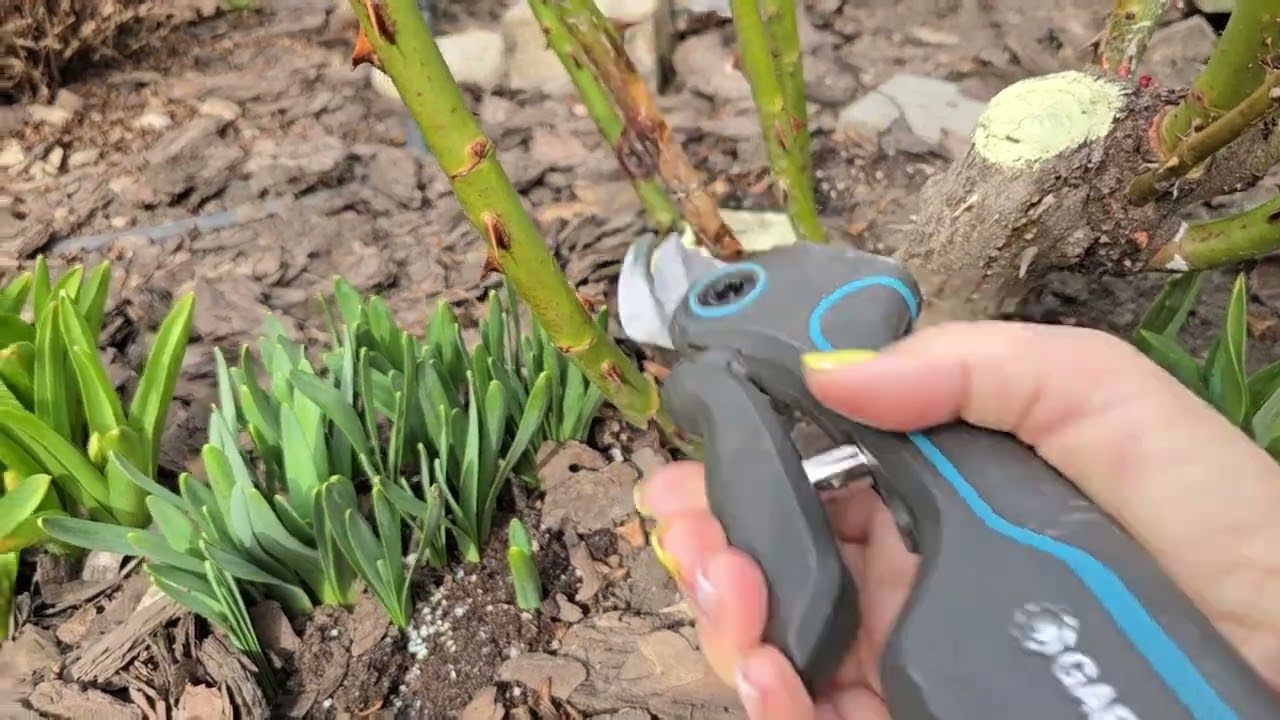 Обрізка моїх плетистих, проблемних троянд.