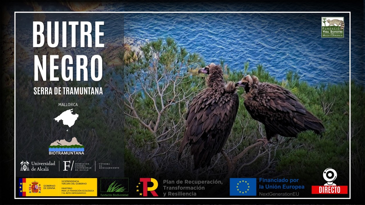 WEBCAM Nido buitre negro (𝘈𝘦𝘨𝘺𝘱𝘪𝘶𝘴 𝘮𝘰𝘯𝘢𝘤𝘩𝘶𝘴) Mallorca.