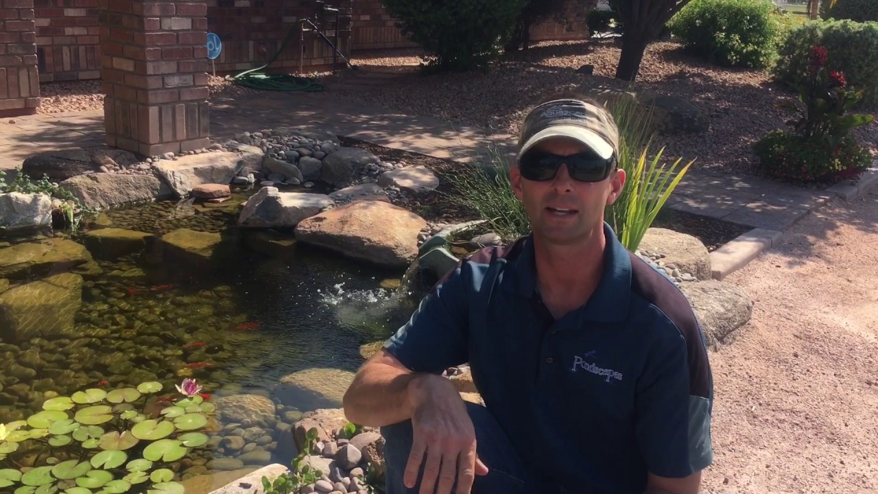 Too Hot In Arizona For Koi Ponds