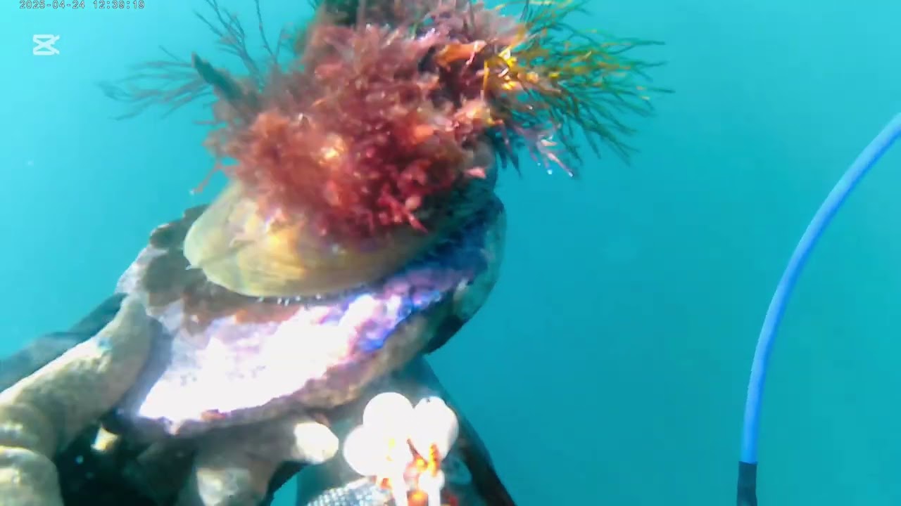 The Joy of Releasing Undersized Green Lip Abalone