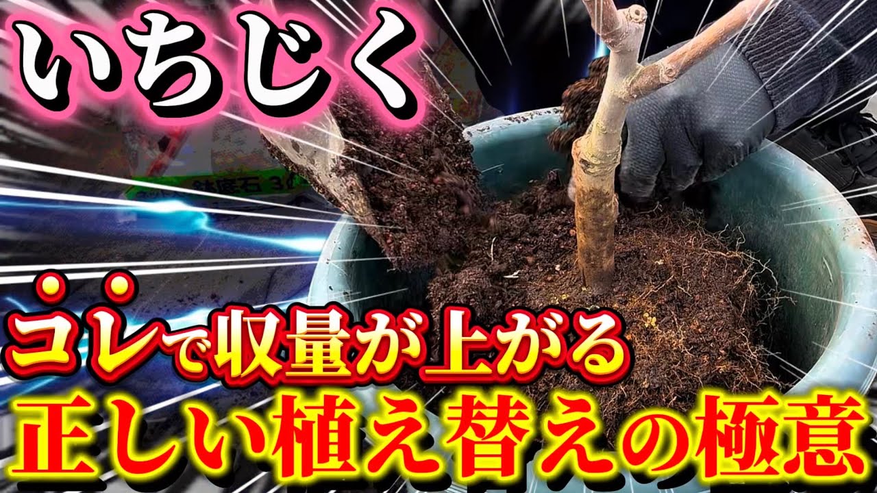 【いちじく】本当に正しい植え替えはコレです。収量を上げる為に必ずやるべき作業について実践しながらお話します
