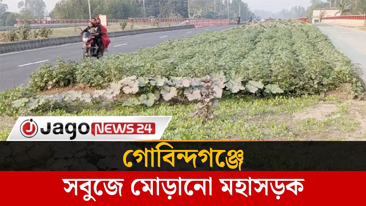 ঢাকা-রংপুর মহাসড়কের মাঝখানেই সবজি বাগান, চমকে দিল গোবিন্দগঞ্জ |  Highway | Gobindaganj |Jago News