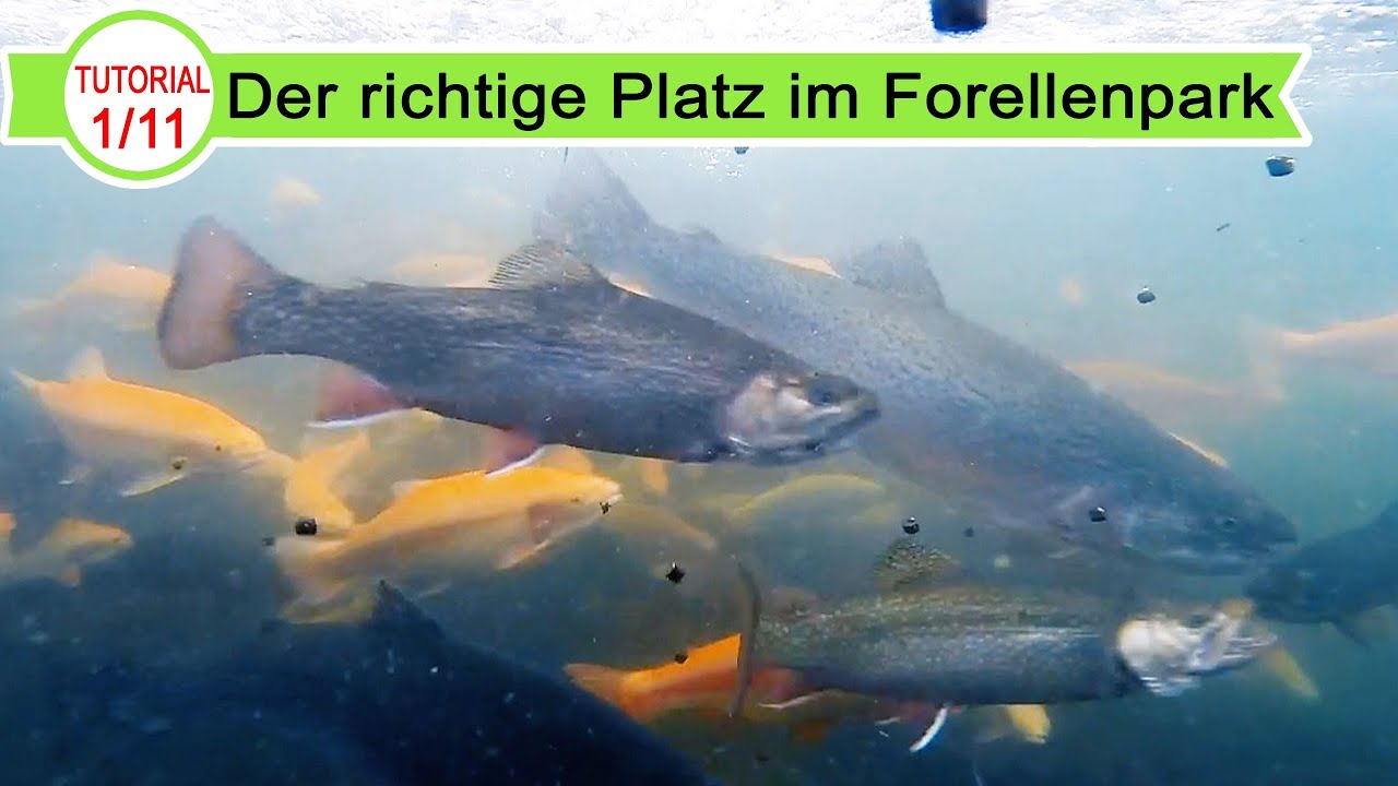 #1 Forellenangeln: Der richtige Platz im Forellenpark