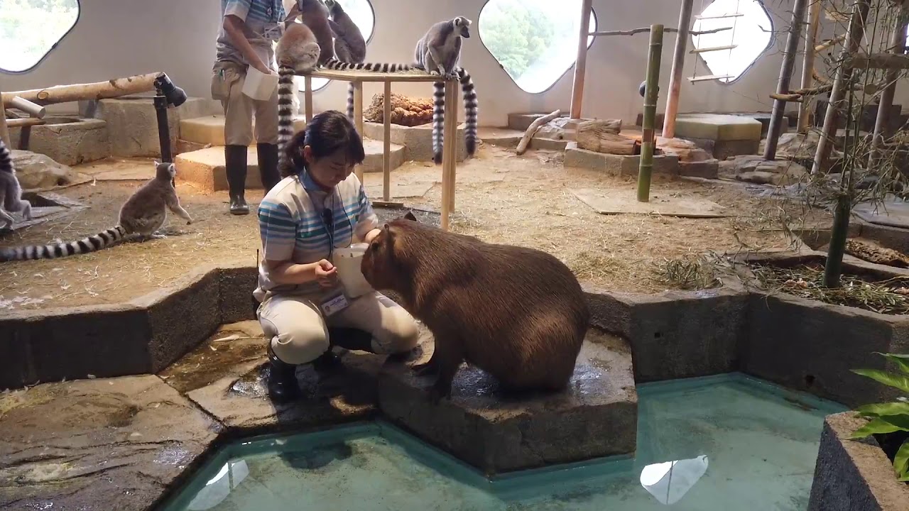 ニフレルのカピバラさんが可愛すぎる！！