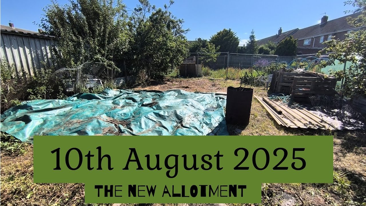 New Allotment Plot Update August 2025 | Kimmy's Kitchen & Garden