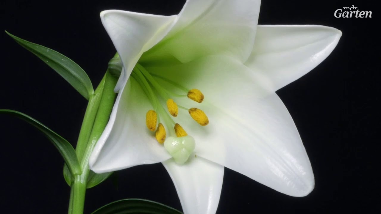 Zeitraffer: Wenn Bl&uuml;ten im Garten erwachen | MDR