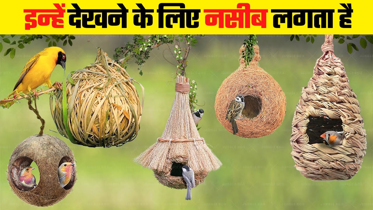 ताजमहल भी फ़ैल है इस घोंसले के सामने | Most Beautiful Bird Nests in the World