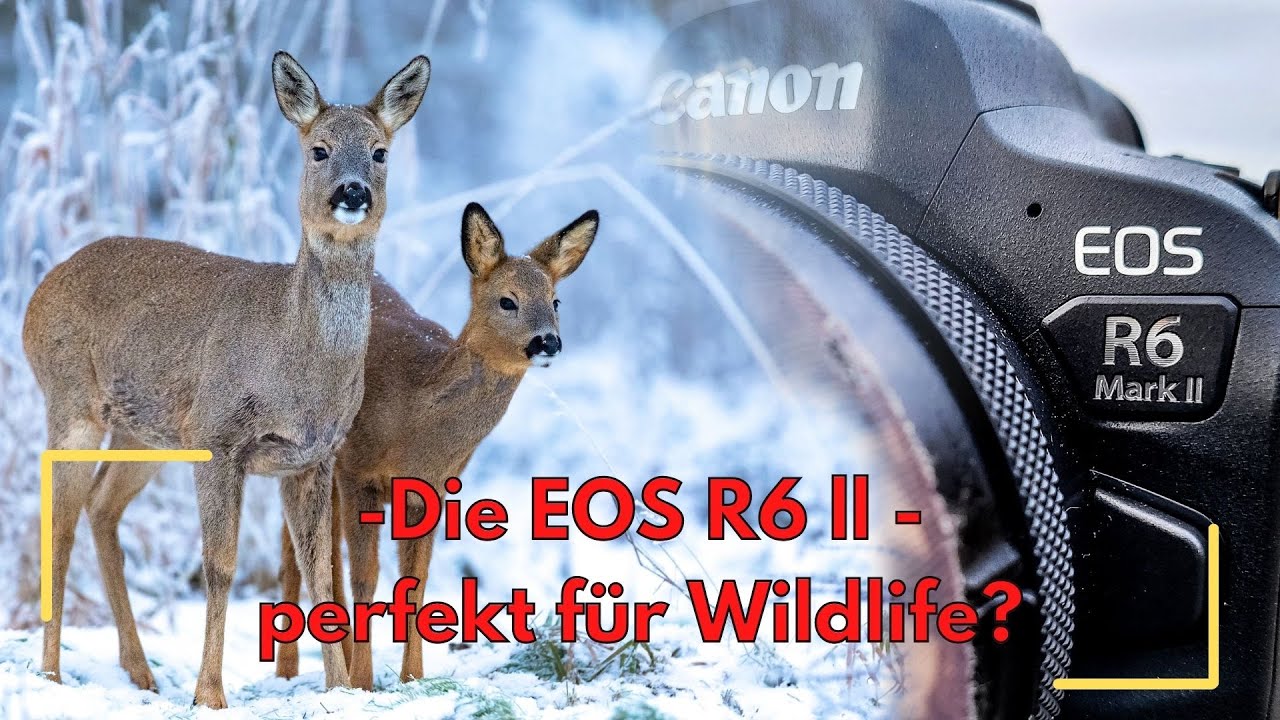 EOS R6 ll = Wildlife? Besser als die EOS R3???
