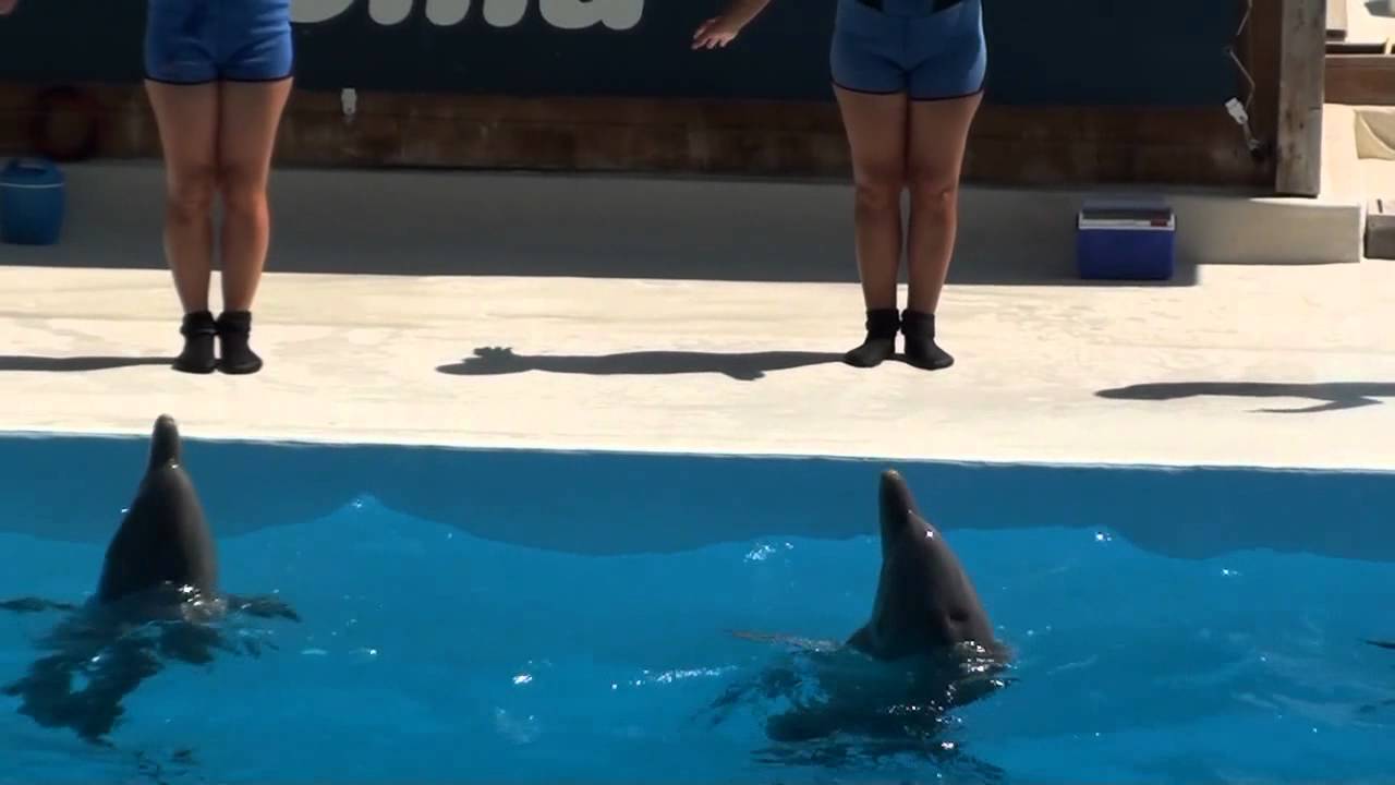 ZOO MARINE ROMA - Delfini parco Zoomarine Roma - Róma Delfin Show 2011..mkv
