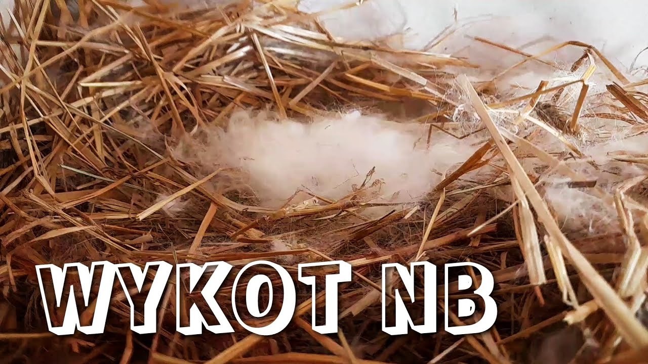wykot samicy nowozelandzkiej białej • przegląd gniazda • latające i uciekające króliki mieszańce ✈🤣🤣