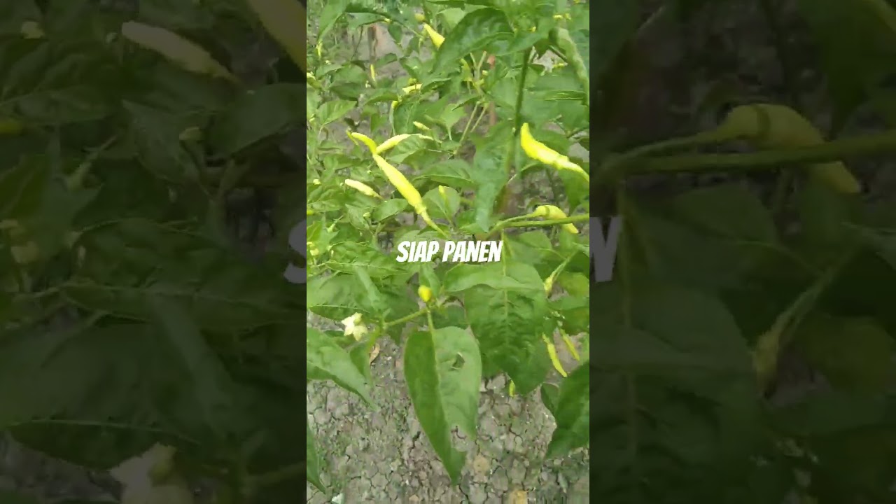 Cabai Tanpa Pupuk#pertanian #cabaihijau #budidaya #petani #cabeunggul $#cabailokal #caberawitsubur