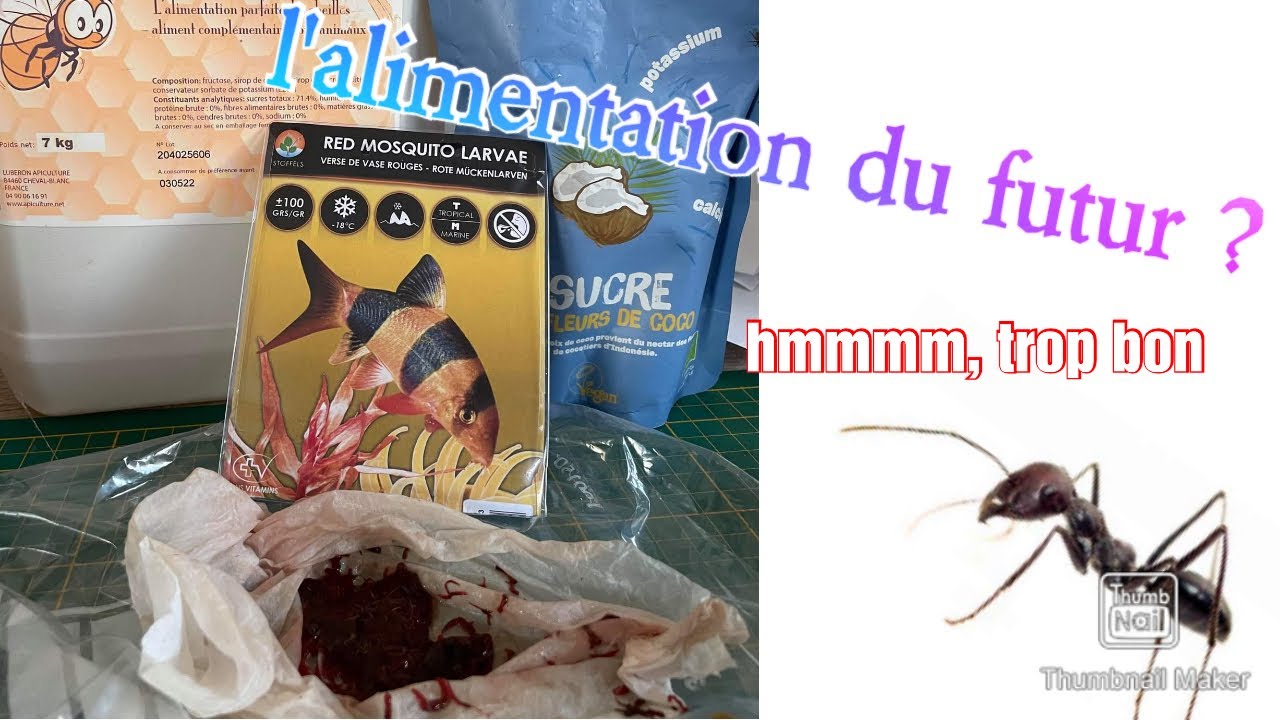 Alimentation de nos #fourmis une nourriture différente  🍴