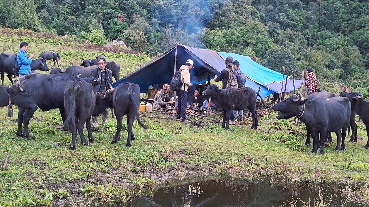 Best In Western Himalayan Shepherd Lifestyle During The Havey Rainy Day Very Beautiful Enviroment🇳🇵