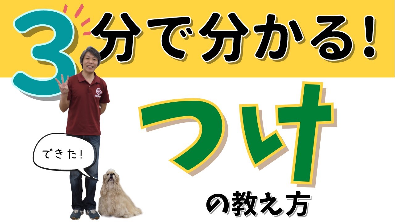 【犬のしつけ】つけ（ヒールポジション）の教え方☆決定版☆【3分で分かる】
