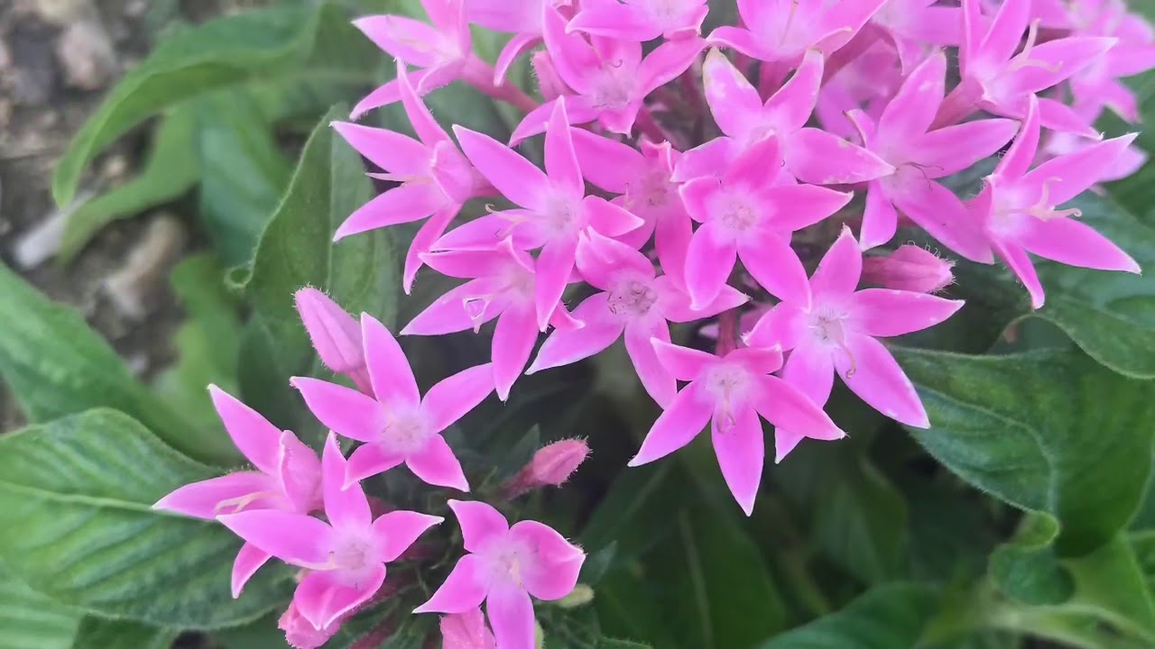 Mix pic&rsquo;s of beautiful flowers