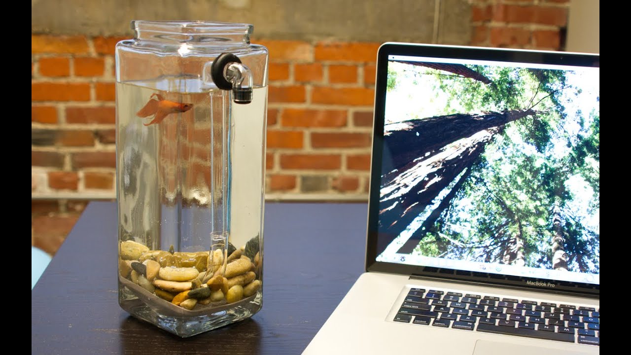 NoClean Aquariums | The Grommet