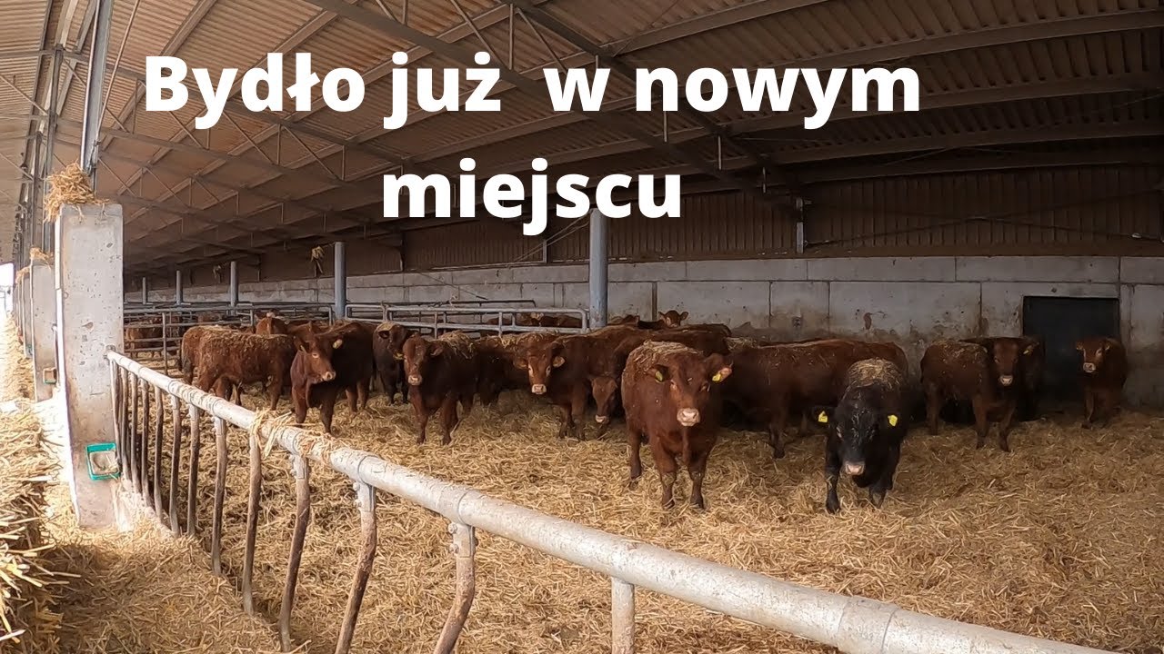#154 Przyjechały ostatnie sztuki z drugiego gospodarstwa - Angus i Limousine