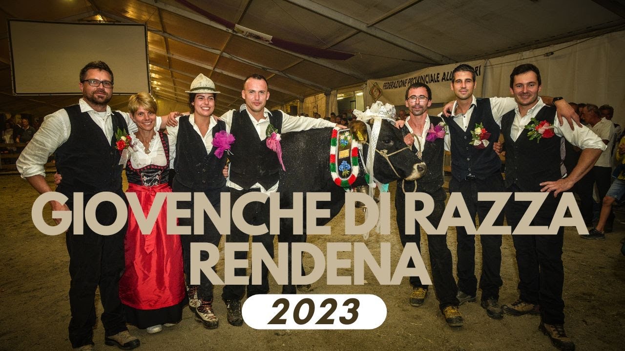 Giovenche di Razza Rendena 2023 - Long version