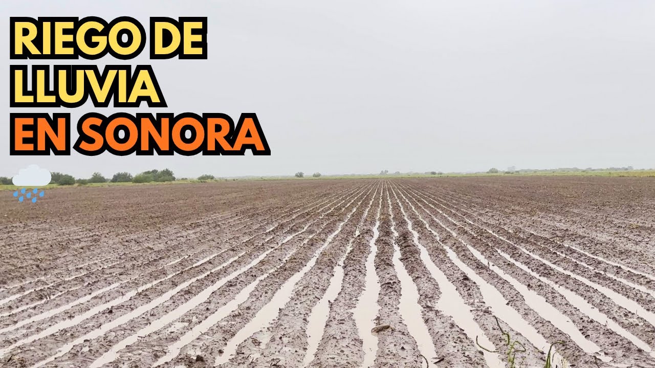 🌧️ ¡Raymond Nos Regó la Tierra! Así Quedó la Parcela Después de la Lluvia