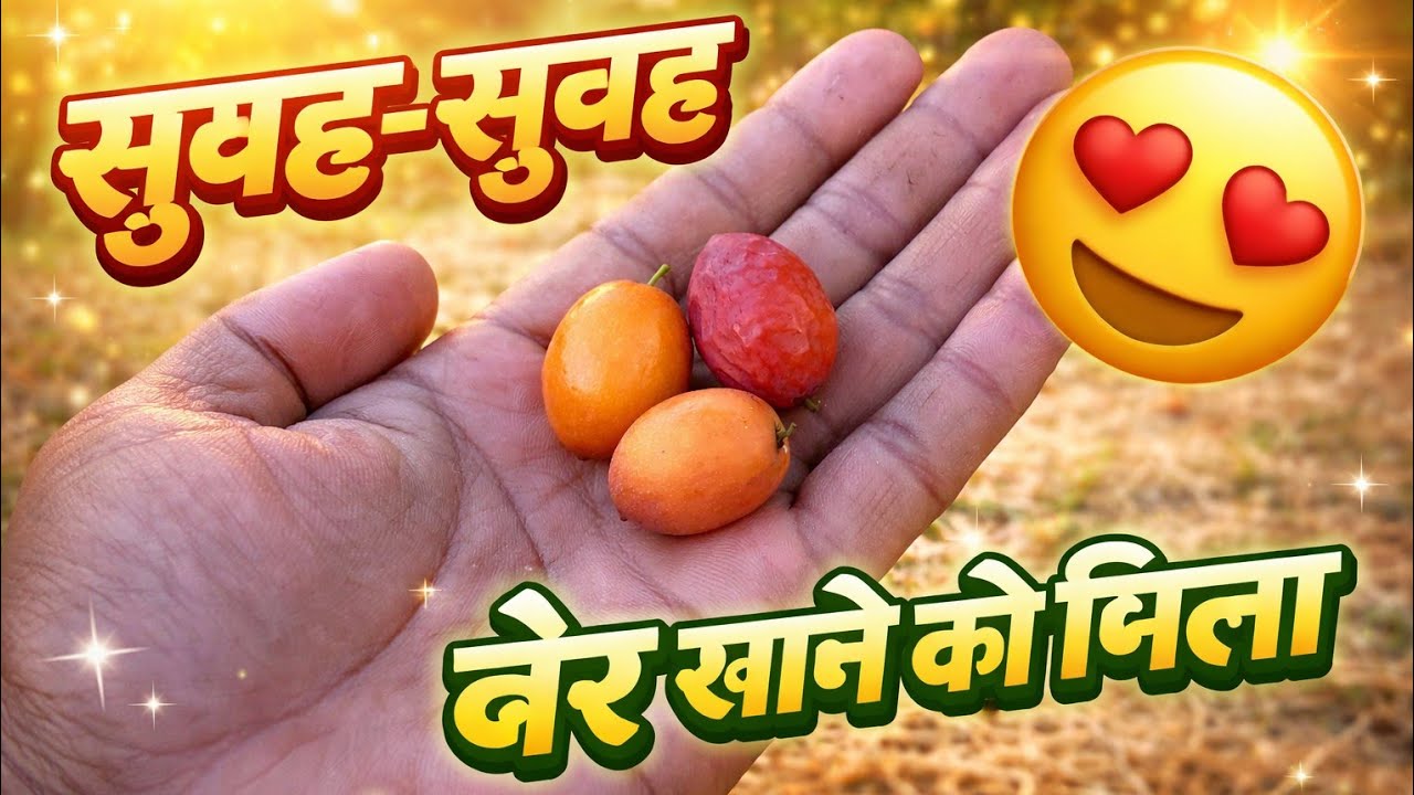 आज सुबह सुबह खेत गया बेर खाने🤩😋//#village #vlog #viral 